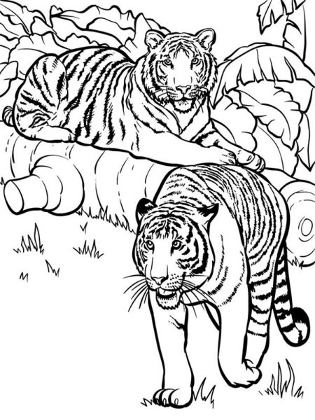 Раскраски тигр стоит (44 фото)