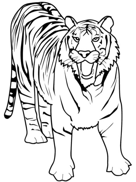 Раскраски тигр страшный (49 фото)