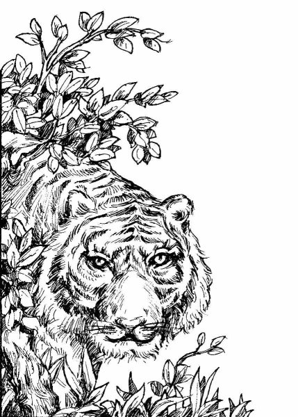 Раскраски тигр узоры (46 фото)