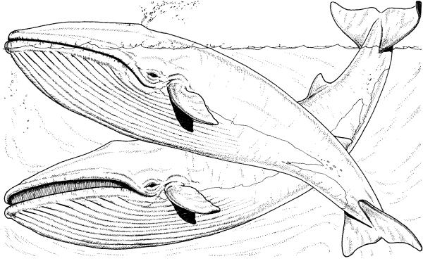 Раскраски кит рыба (47 фото)