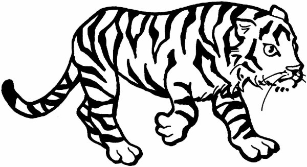 Раскраски цвет тигра (47 фото)