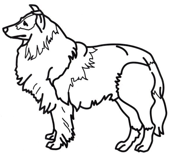 Овчарка раскраска