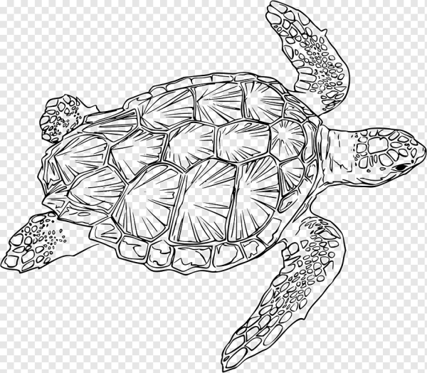 Loggerhead Sea Turtle рисунок