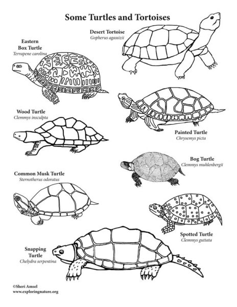 Tortoise Turtle разница