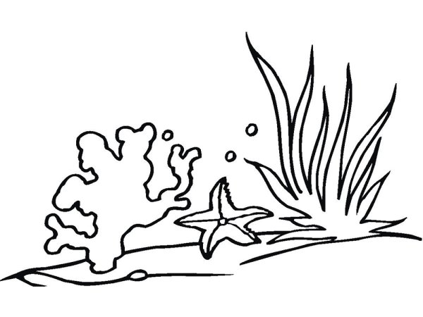 Раскраска морские водоросли