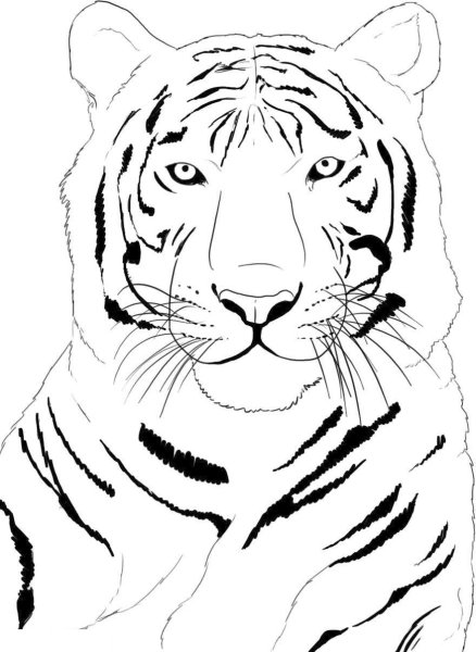 Раскраски корейский тигр (43 фото)