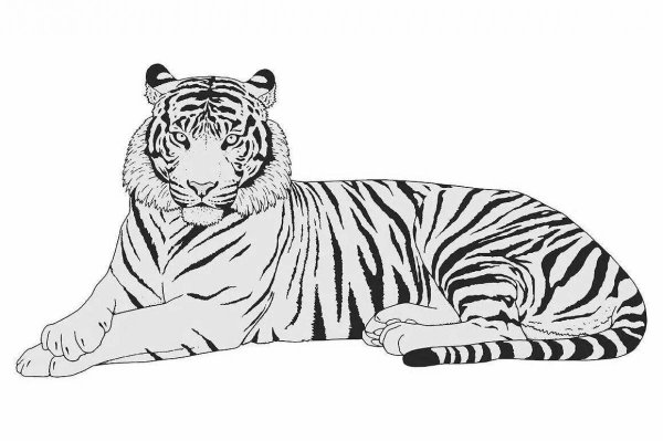 Амурский (Уссурийский) тигр черно белый