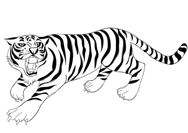 Амурский тигр черно белый