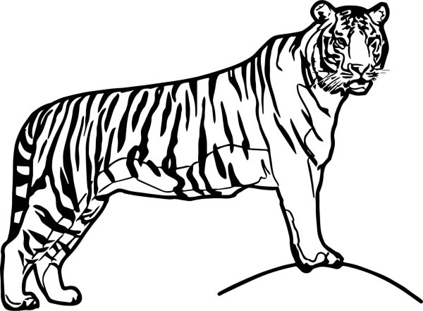 Тигр рисунок раскраска
