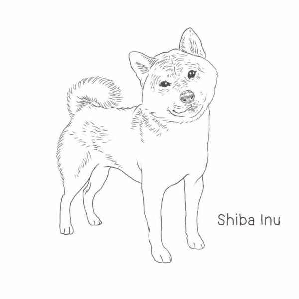 Сиба ину
