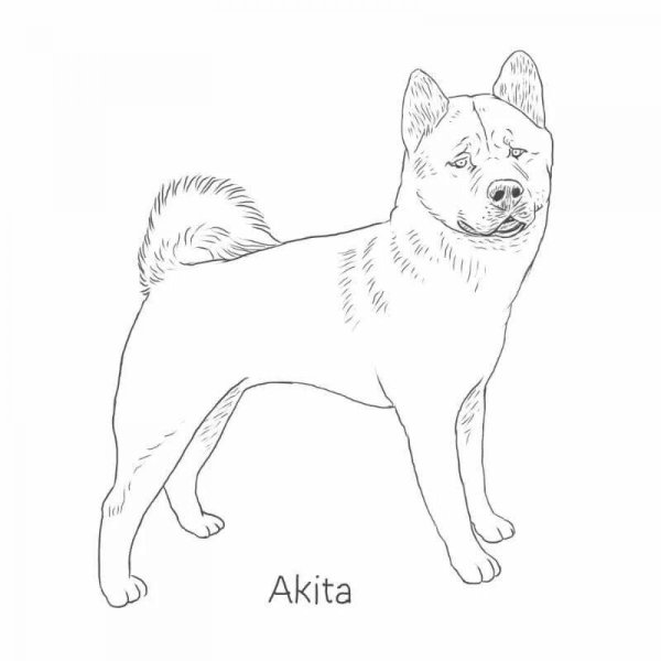 Акита ину раскраска