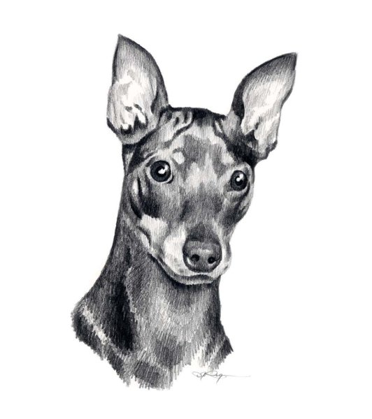 Пинчер рисунок Pinscher