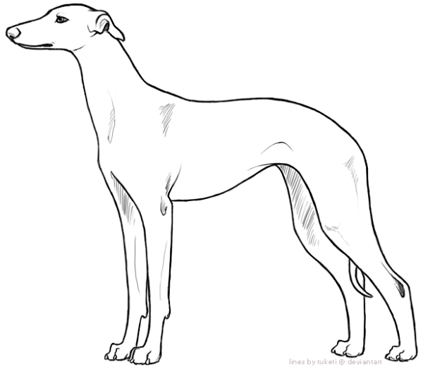 Раскраска собака борзая