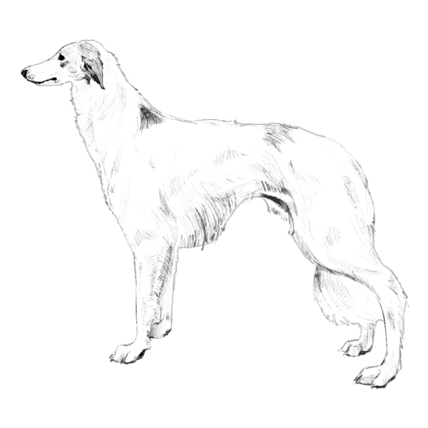 Раскраски щенок борзой (41 фото)