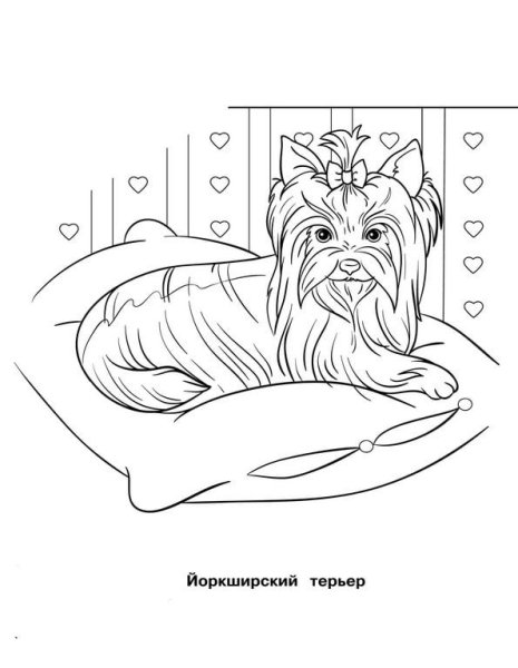 Раскраска Йоркширский терьер