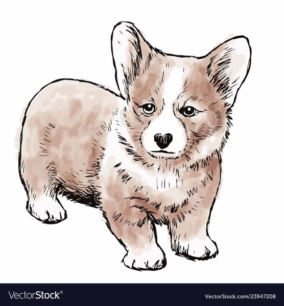 Раскраски корги маленькие