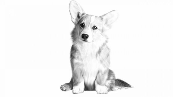Раскраска собака вельш корги