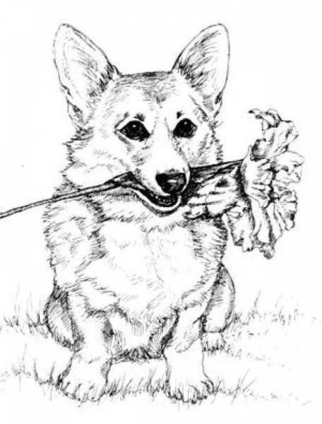 Вельш корги пемброк раскраска