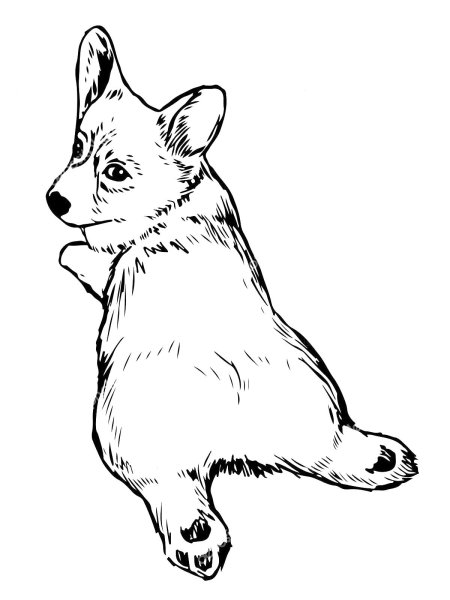 Собака корги