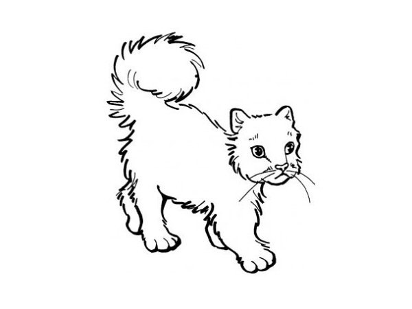 Мишки, кошечки, собачки раскраска
