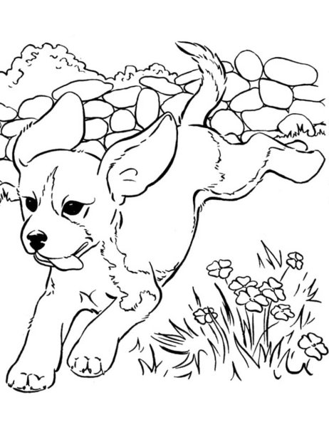 Раскраски щенок с цветами (48 фото)