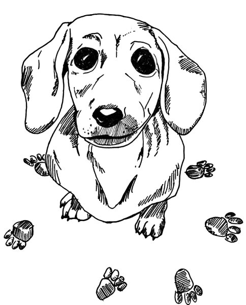 Раскраски собак, Раскраска Таксы порода собак .