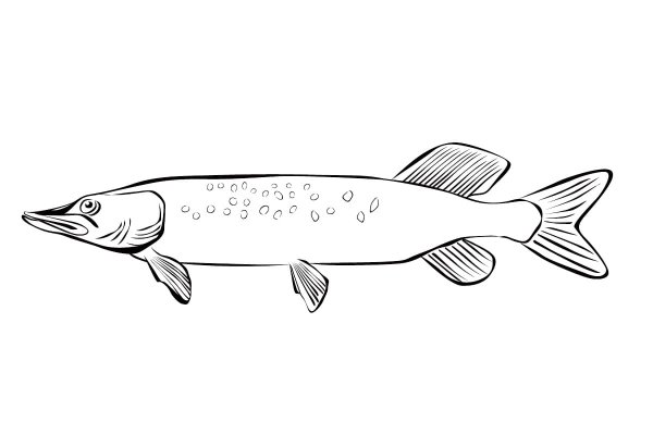 Щука рисунок