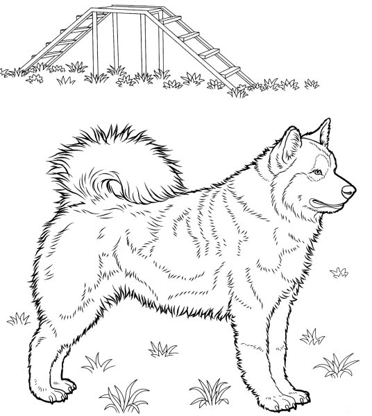 Щенок. Раскраска
