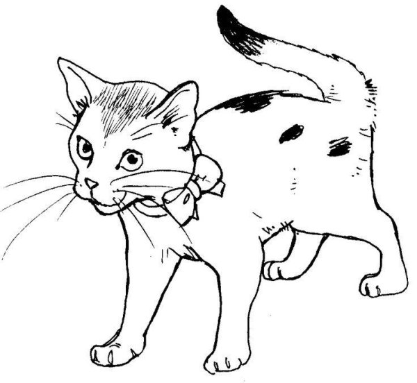 Раскраска. Котики
