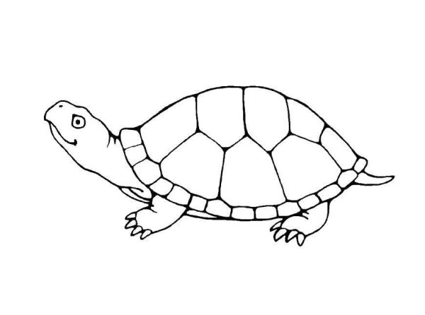 Красноухая черепаха разукрашка