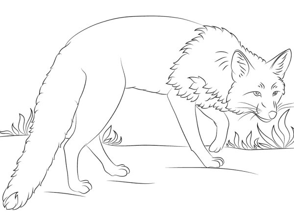 Корсак рисунок карандашом