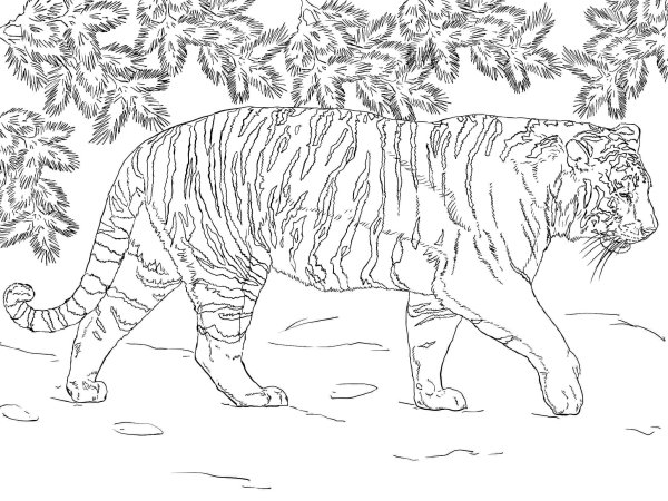Уссурийский Амурский тигр раскраска