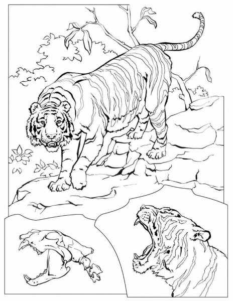 Уссурийский тигр раскраска