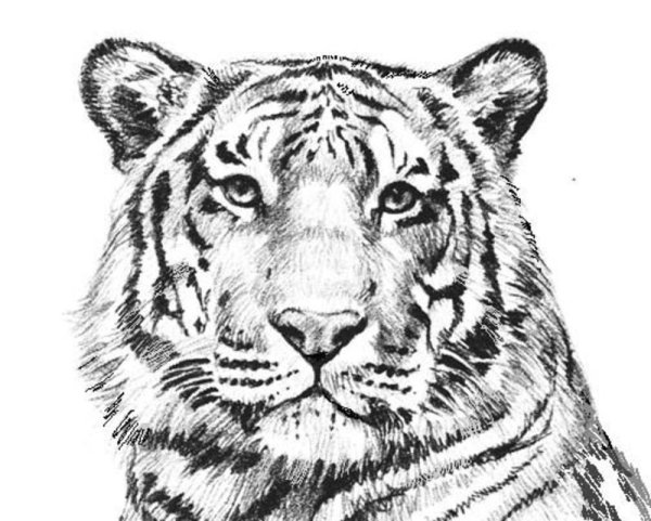 Рисунок тигра для раскрашивания