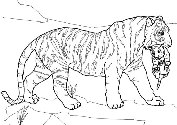 Саблезубый тигр раскраска