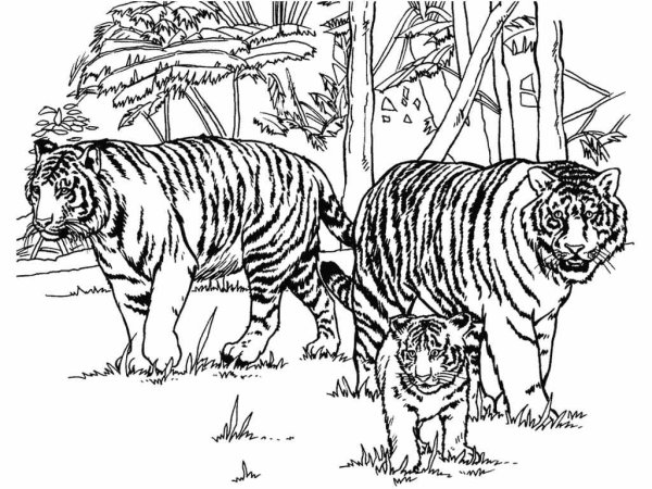 Раскраски тигры и тигрята