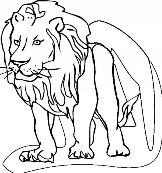 Раскраски лев большой (39 фото)
