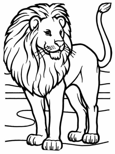 Раскраски лев дерется с тигром (45 фото)