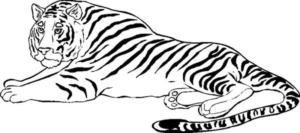 Раскраски лев и зебра (45 фото)