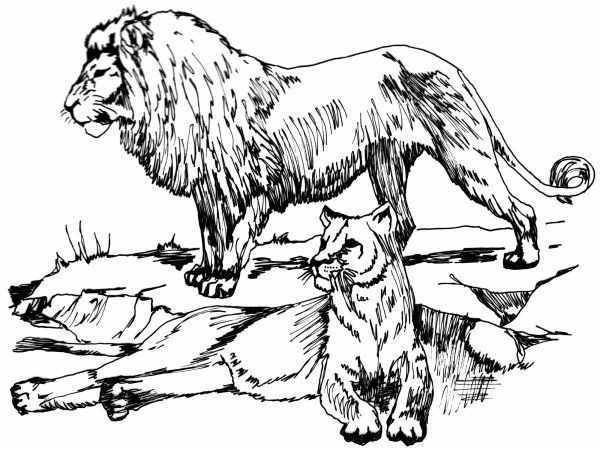 Раскраски лев и собака (45 фото)