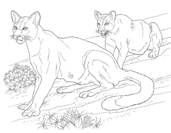 Раскраски лев кошка (41 фото)