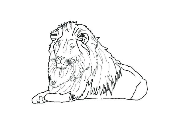 Лев сзади рисунок