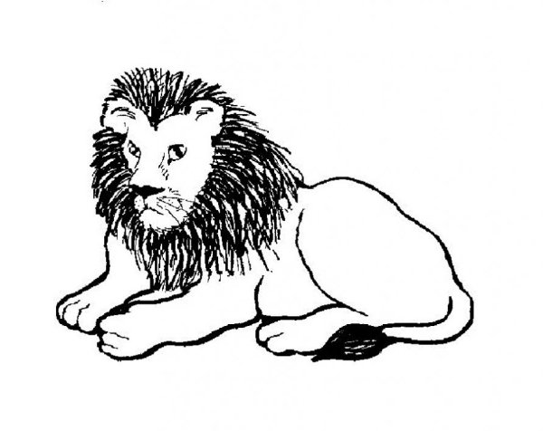 Лев лежит