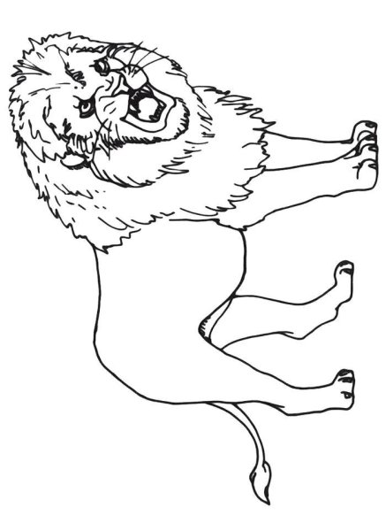 Лев рычит раскраска