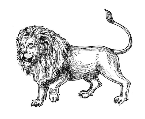 Раскраска Лев