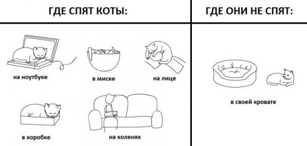 Раскраска лежанка для кота