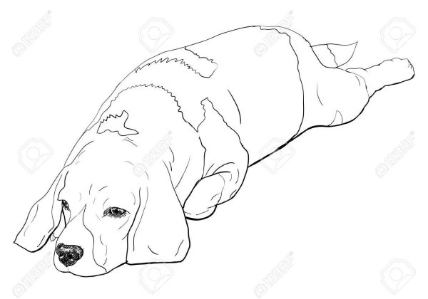 Раскраски лежащая собака (39 фото)