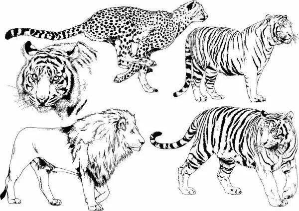 Раскраски Львов и тигров