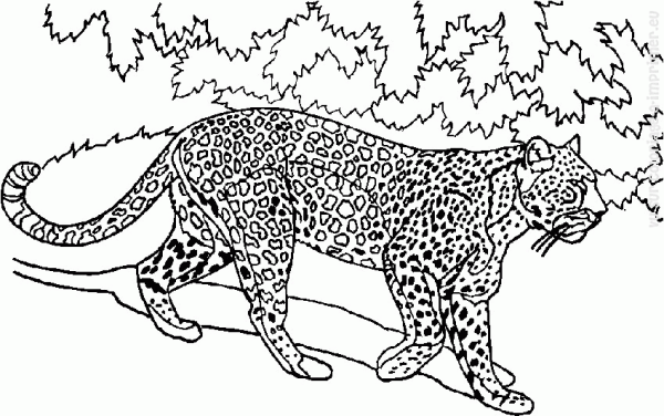 Тигры и леопарды раскраска