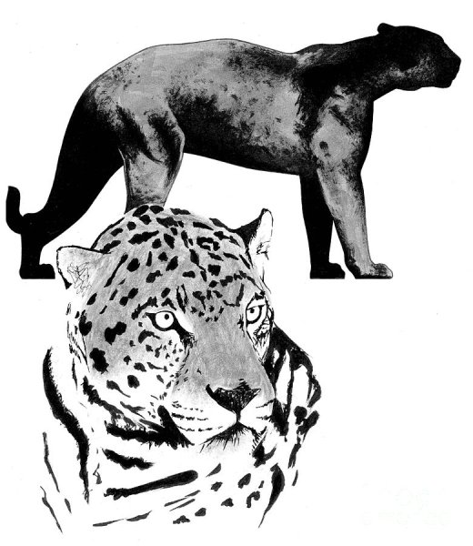 Ягуар и пантера раскраска